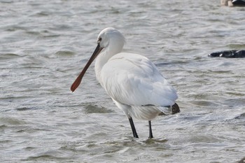 Eurasian Spoonbill Unknown Spots Sat, 1/13/2024