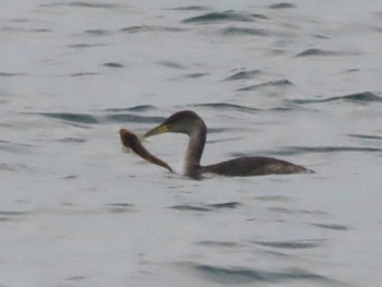 Red-necked Grebe 日の出三番瀬沿い緑道 Sun, 12/31/2023