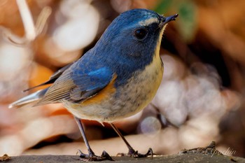 2024年1月14日(日) 大町自然観察園の野鳥観察記録