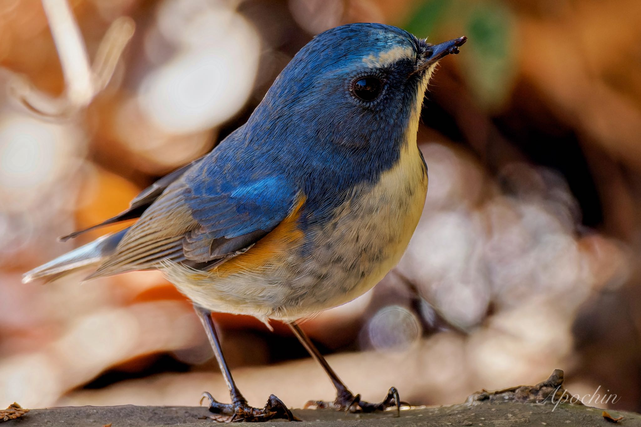 Photo of Red-flanked Bluetail at 大町自然観察園 by アポちん