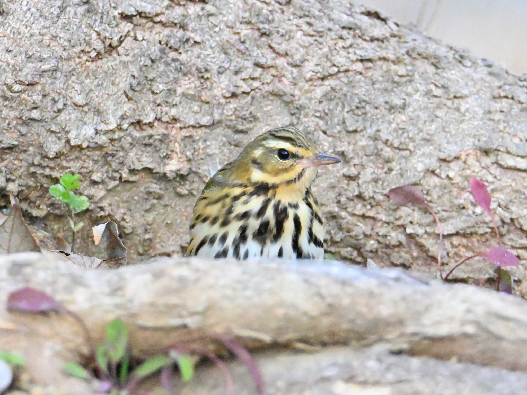 Olive-backed Pipit