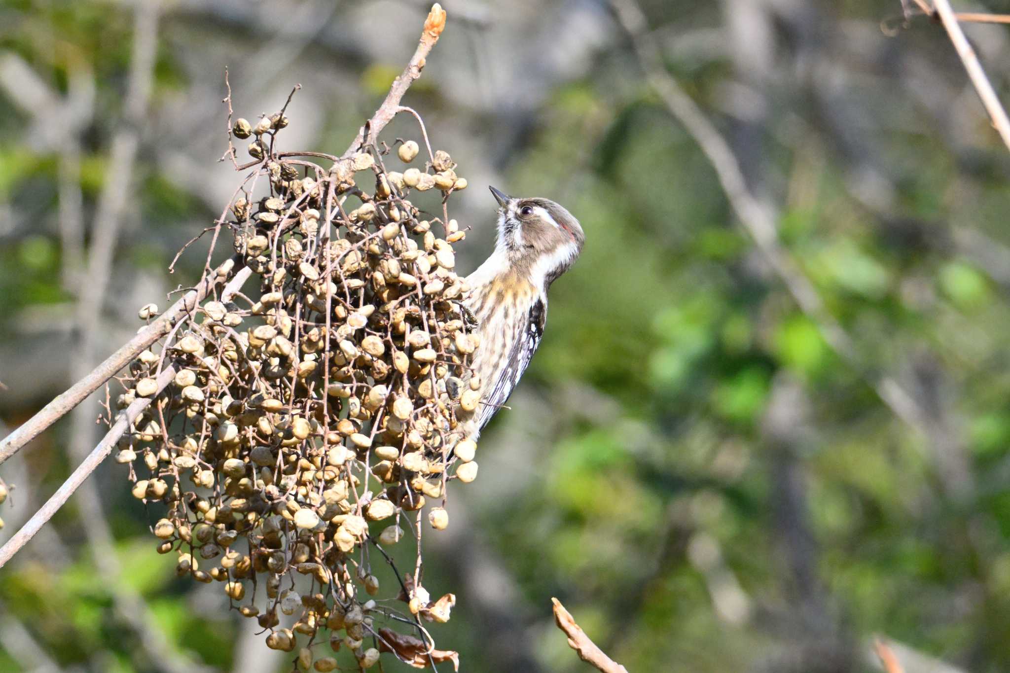 Japanese Pygmy Woodpecker