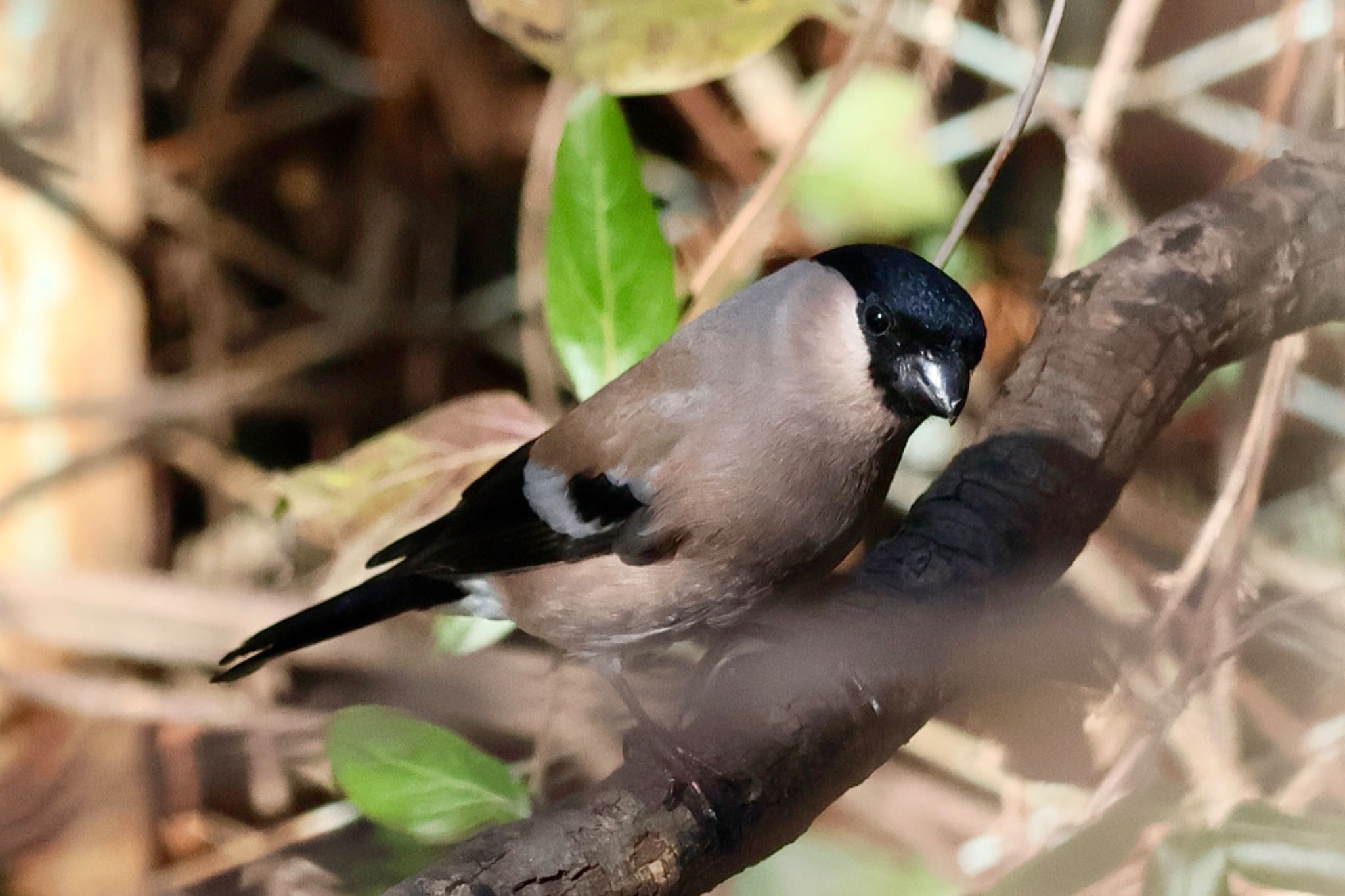 Eurasian Bullfinch