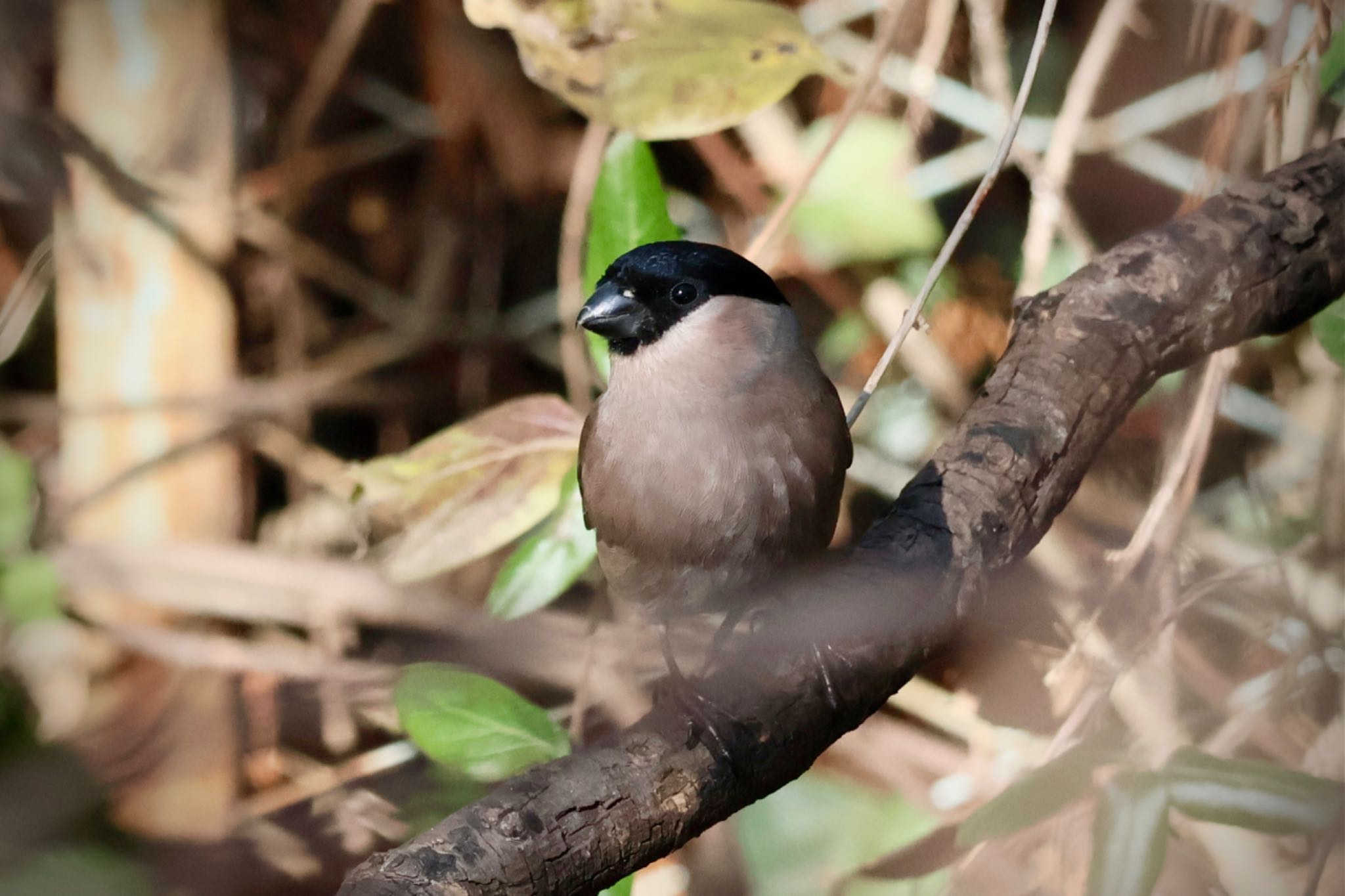 Eurasian Bullfinch