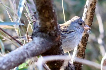 Grey Bunting Asaba Biotope Wed, 1/17/2024