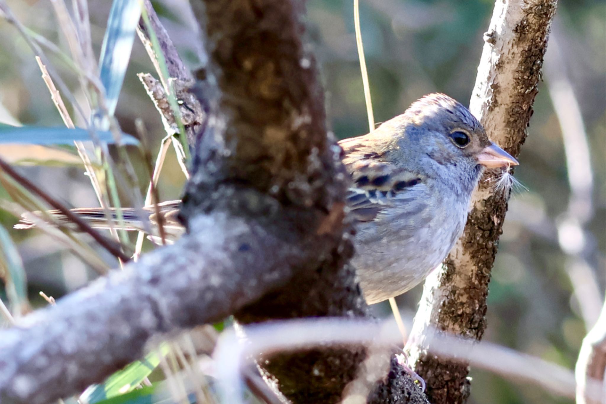 Grey Bunting