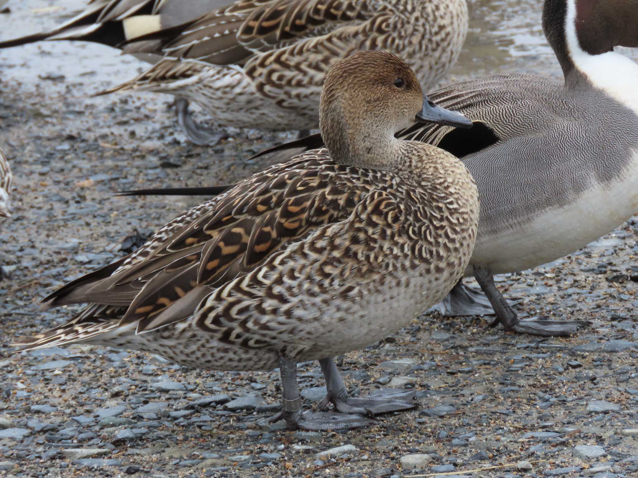 Northern Pintail