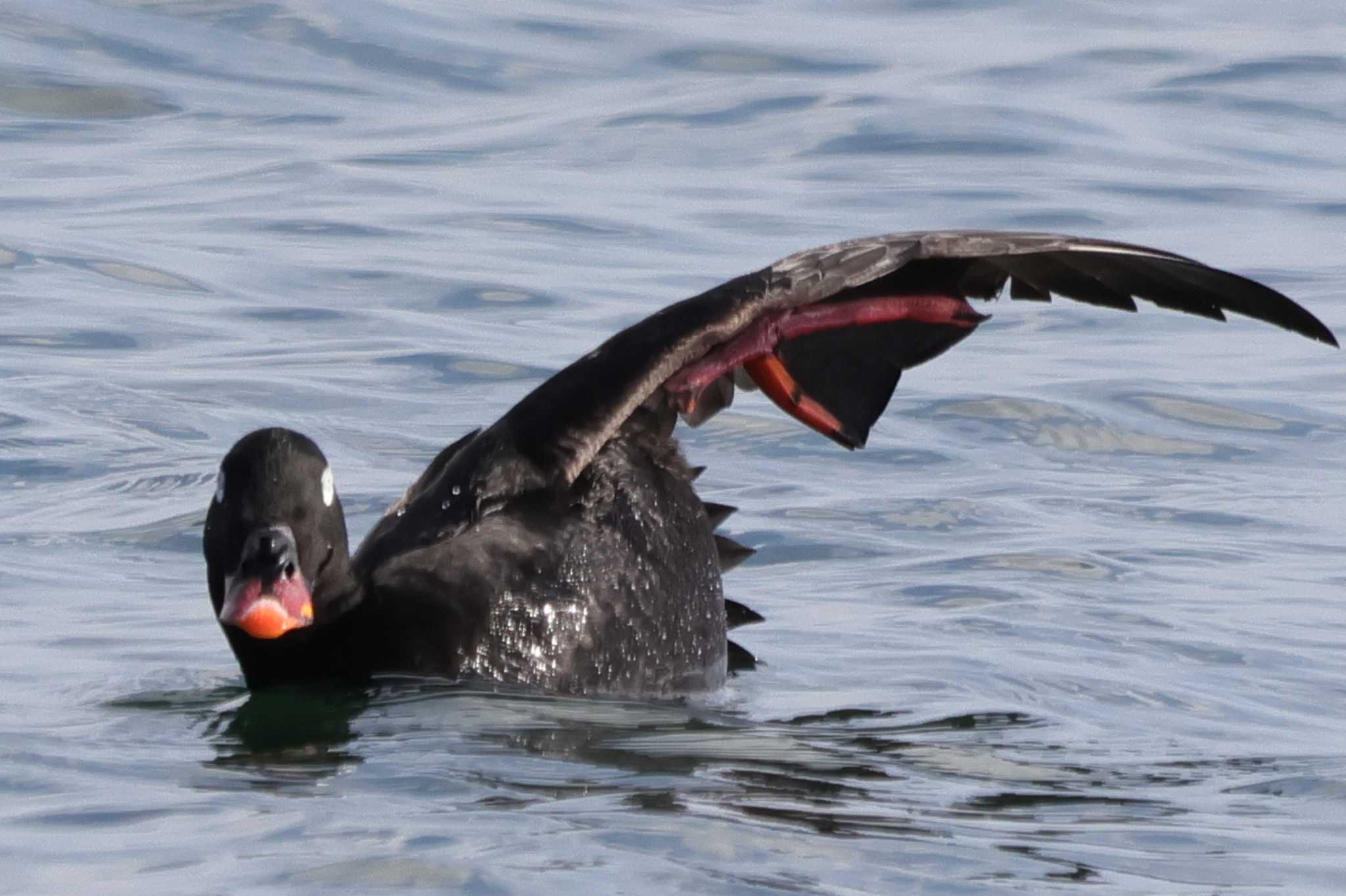 White-winged Scoter