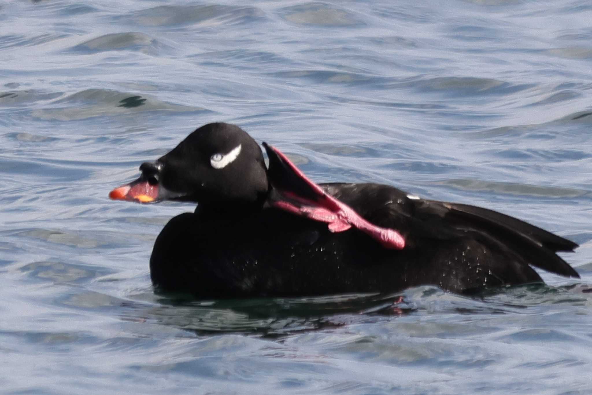 White-winged Scoter