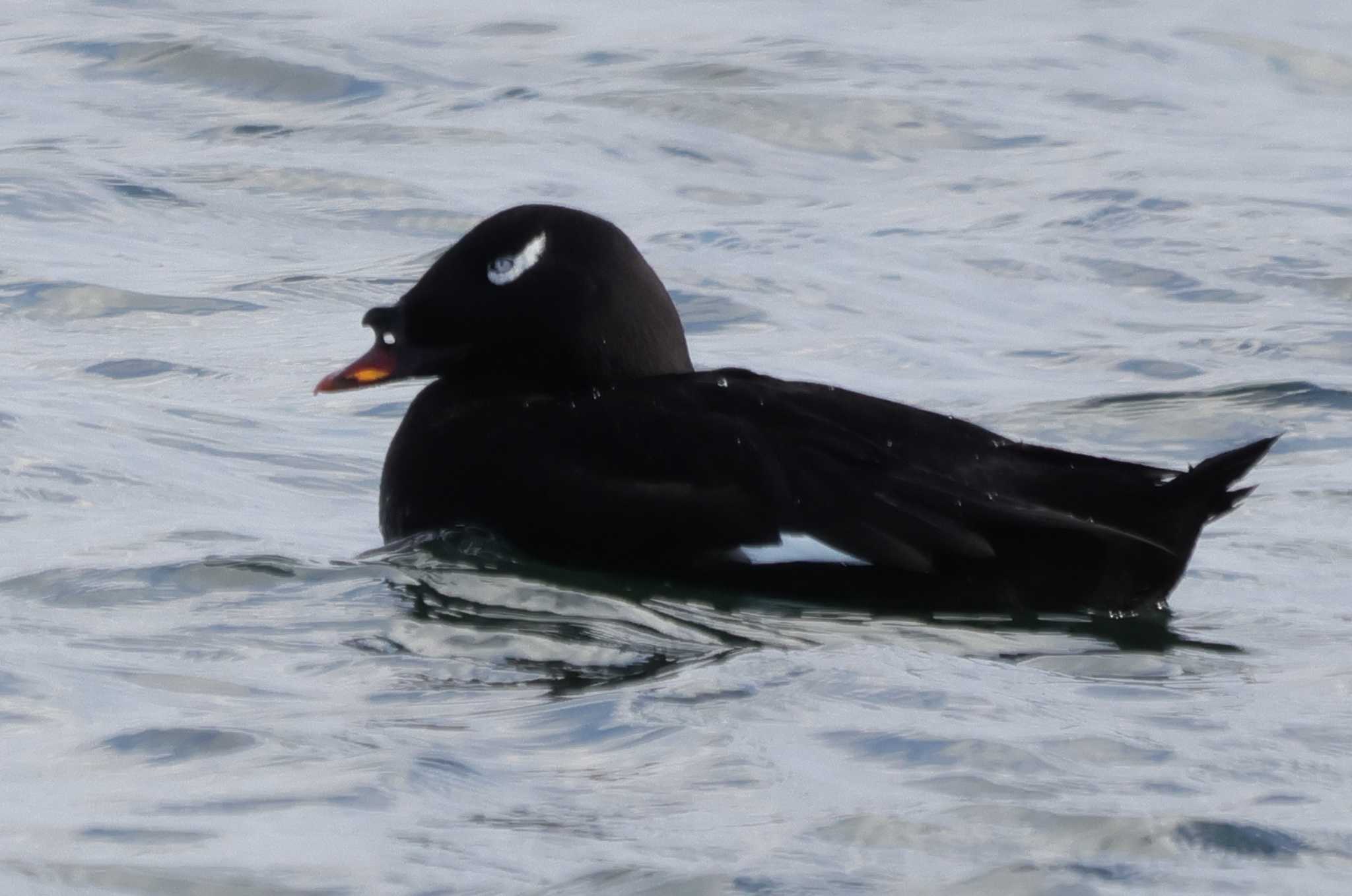 White-winged Scoter