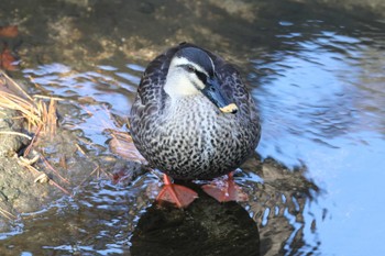 カルガモ 夙川河川敷緑地(夙川公園) 2023年12月30日(土)