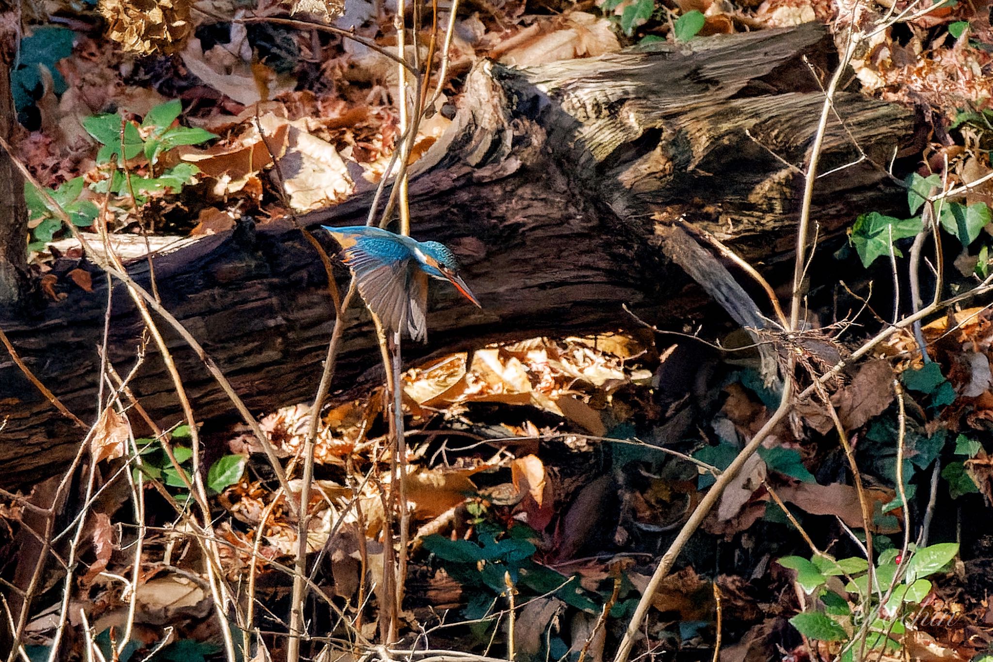 Photo of Common Kingfisher at 大町自然観察園 by アポちん