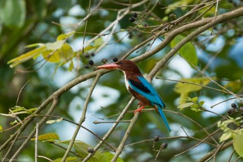 White-throated Kingfisher Jurong Lake Gardens Fri, 1/19/2024