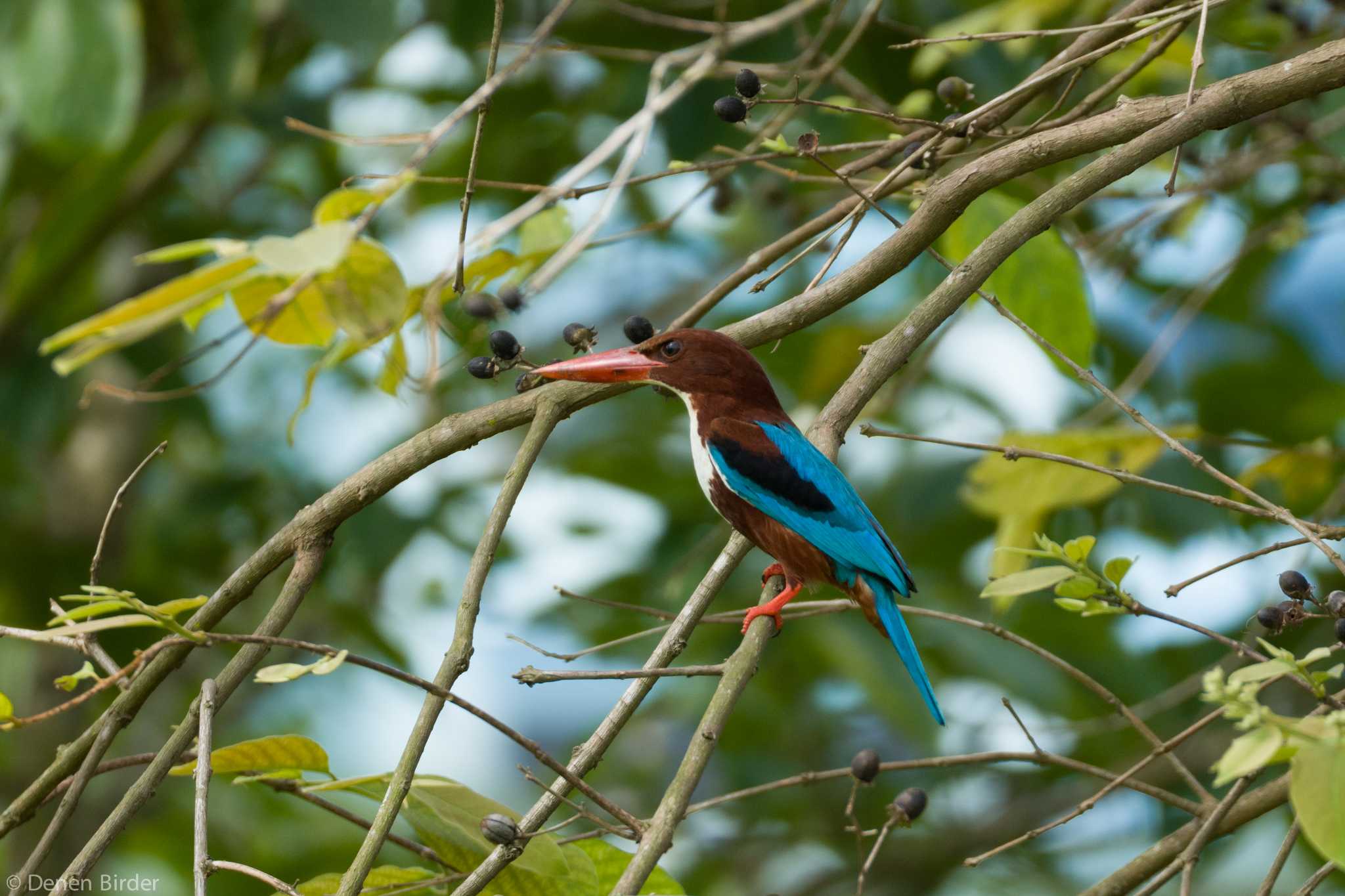 Photo of White-throated Kingfisher at Jurong Lake Gardens by 田園Birder