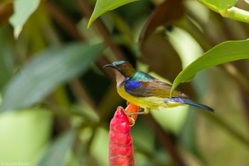 Brown-throated Sunbird Jurong Lake Gardens Fri, 1/19/2024