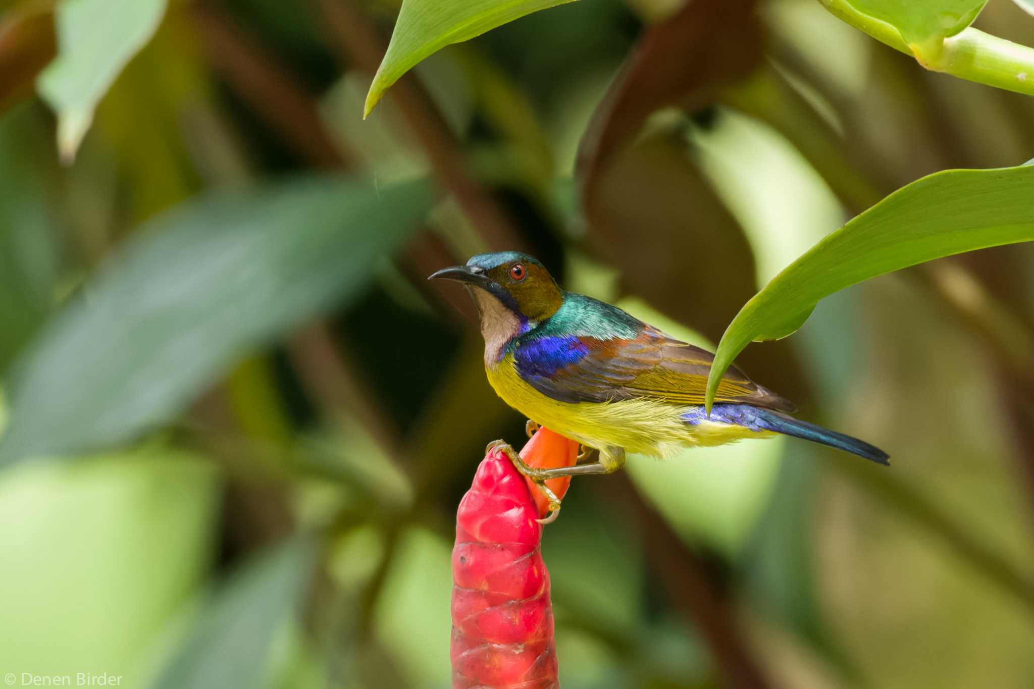 Jurong Lake Gardens チャノドコバシタイヨウチョウの写真 by 田園Birder