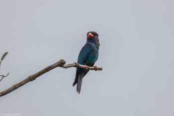 Oriental Dollarbird Jurong Lake Gardens Fri, 1/19/2024