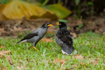 Javan Myna Jurong Lake Gardens Fri, 1/19/2024