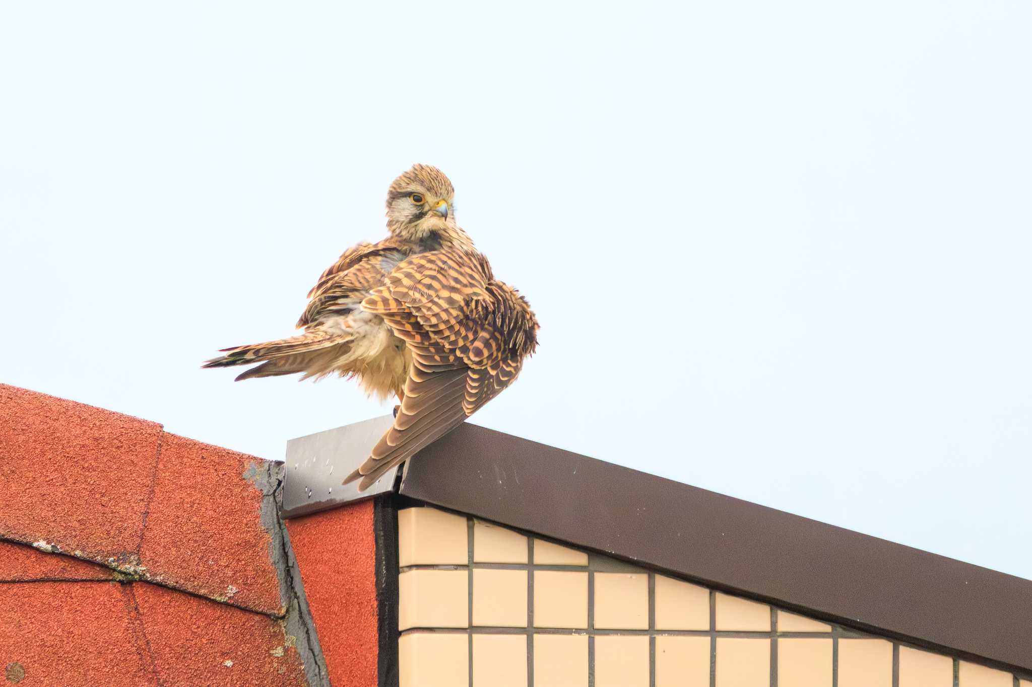 江戸川河川敷 チョウゲンボウの写真 by d3_plus