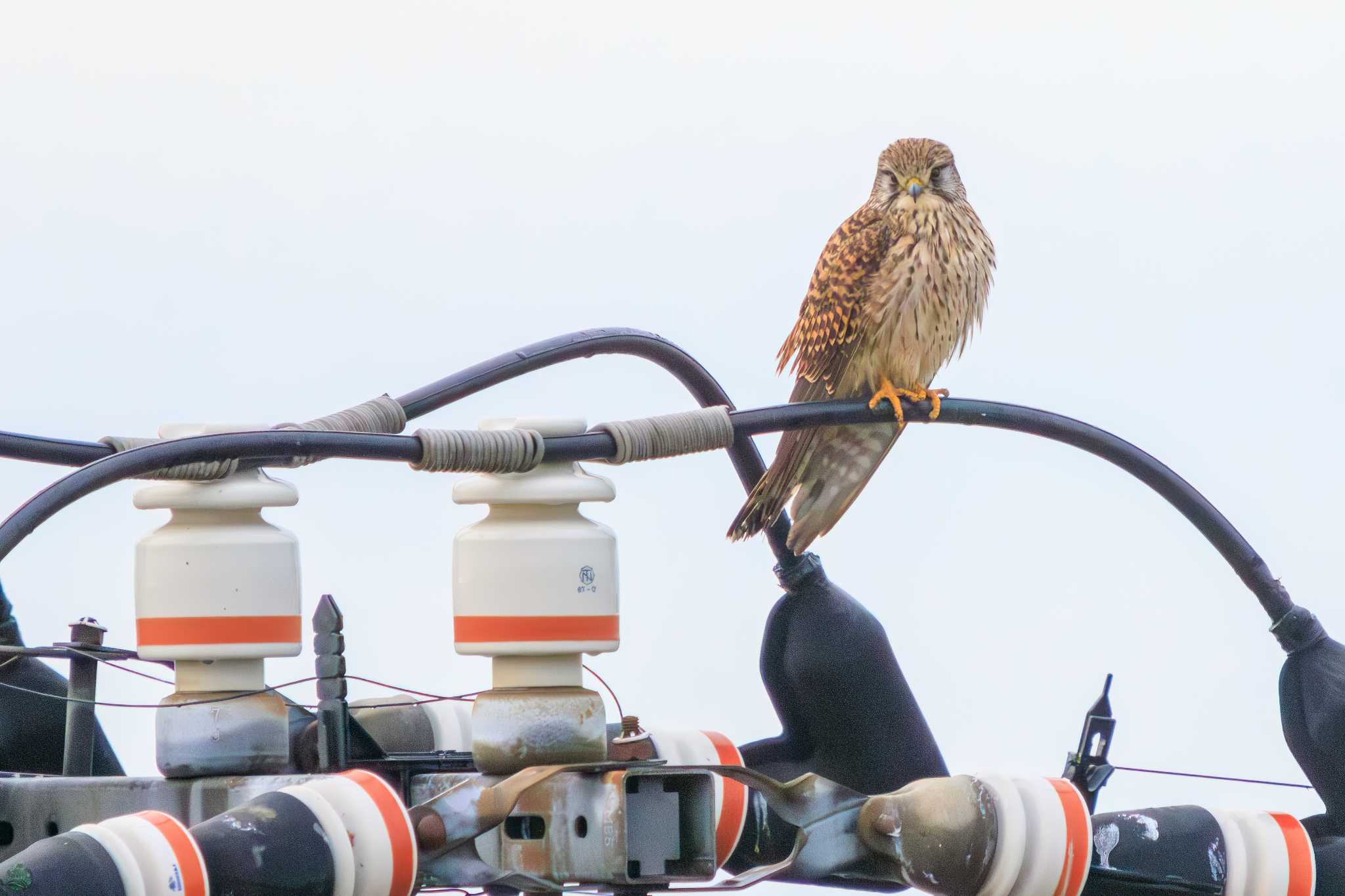 江戸川河川敷 チョウゲンボウの写真 by d3_plus