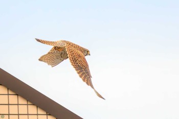 2024年1月21日(日) 江戸川河川敷の野鳥観察記録