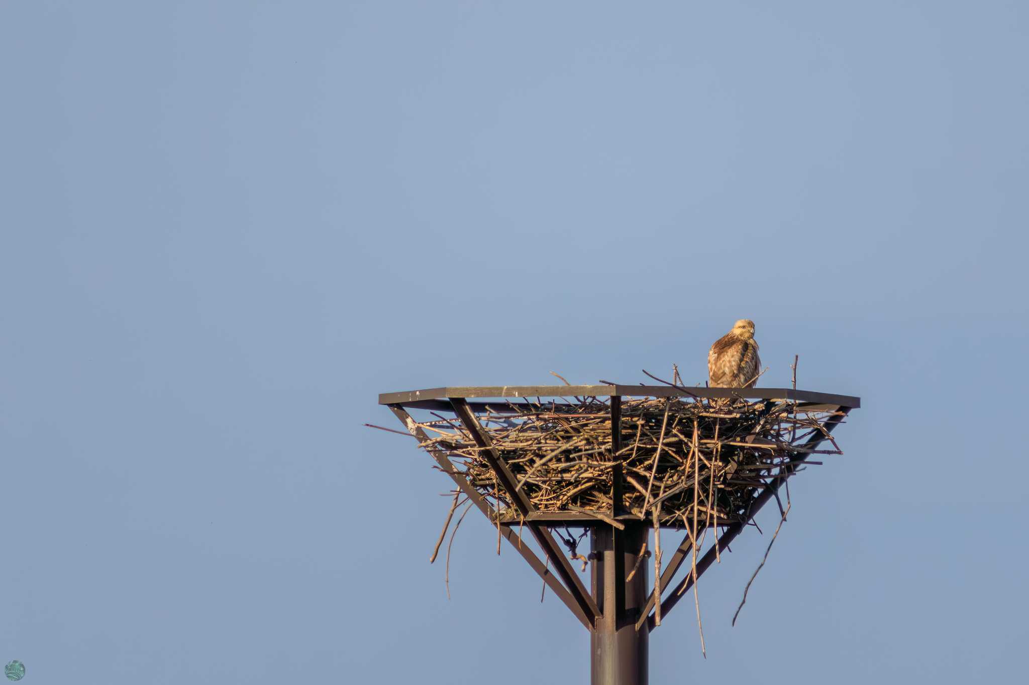 Eastern Buzzard