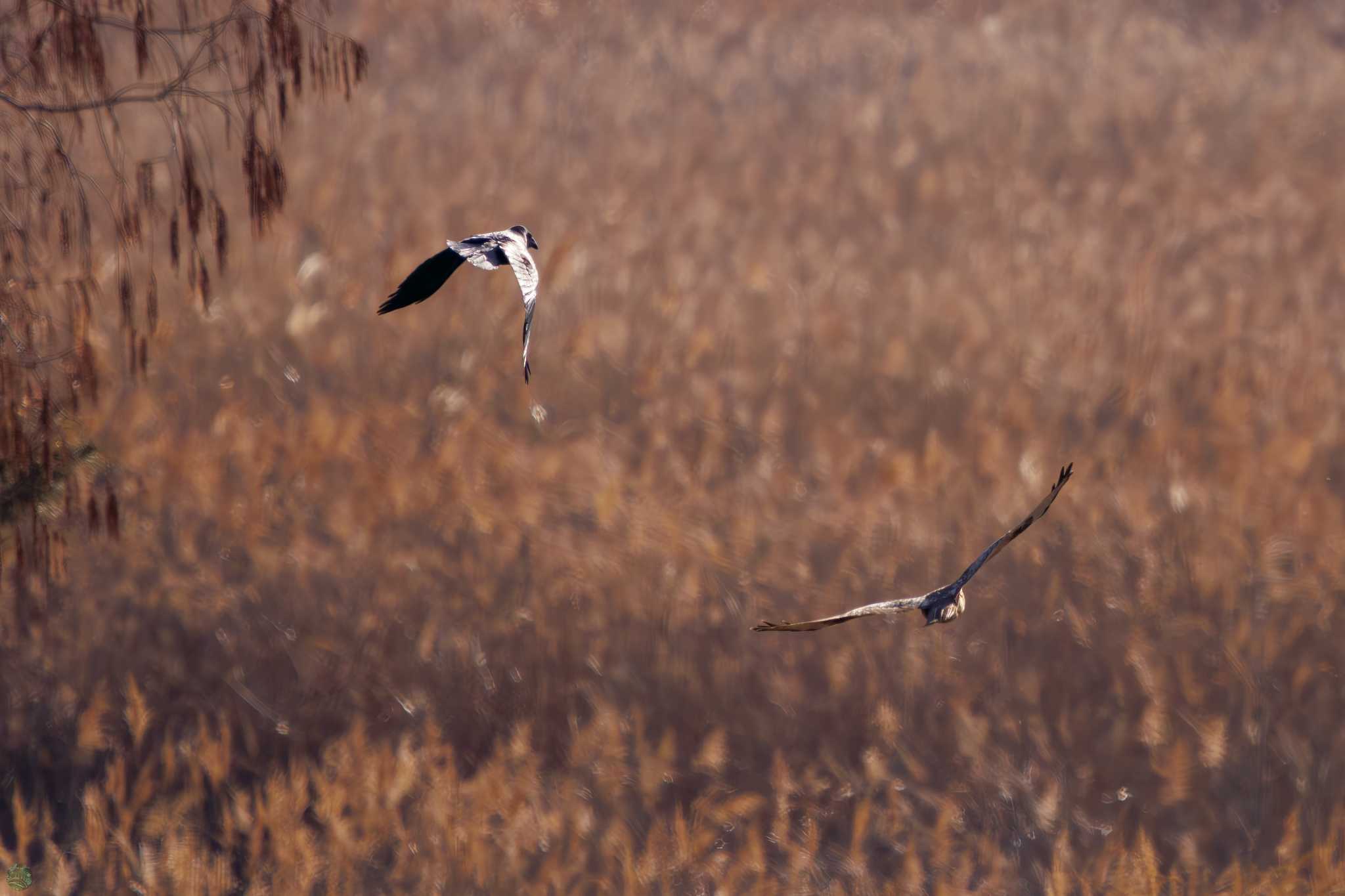 Eastern Buzzard