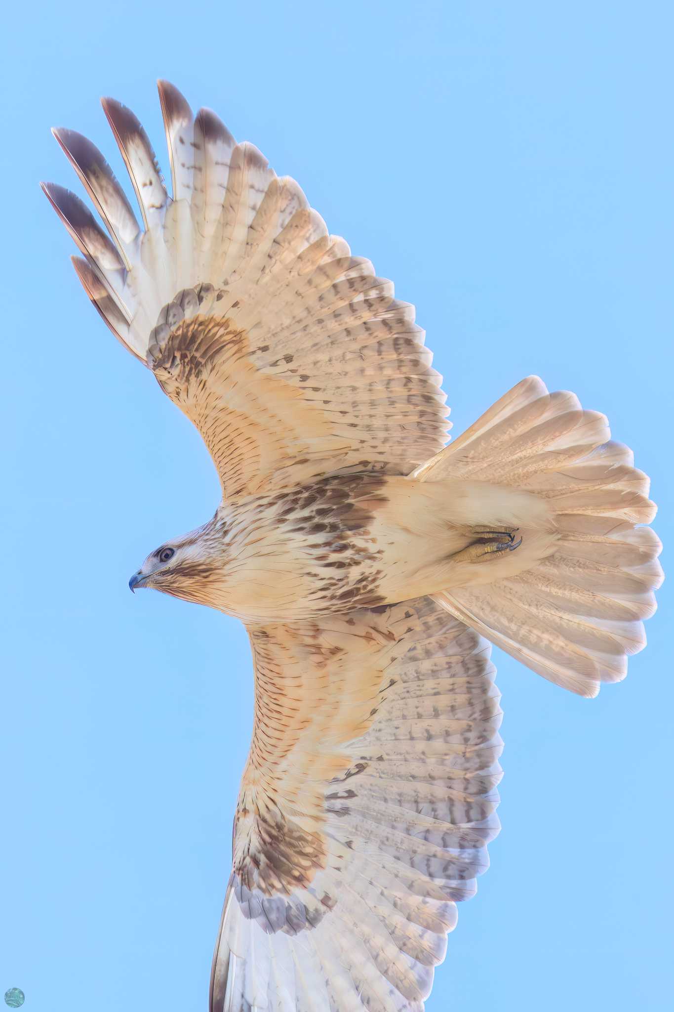 Eastern Buzzard