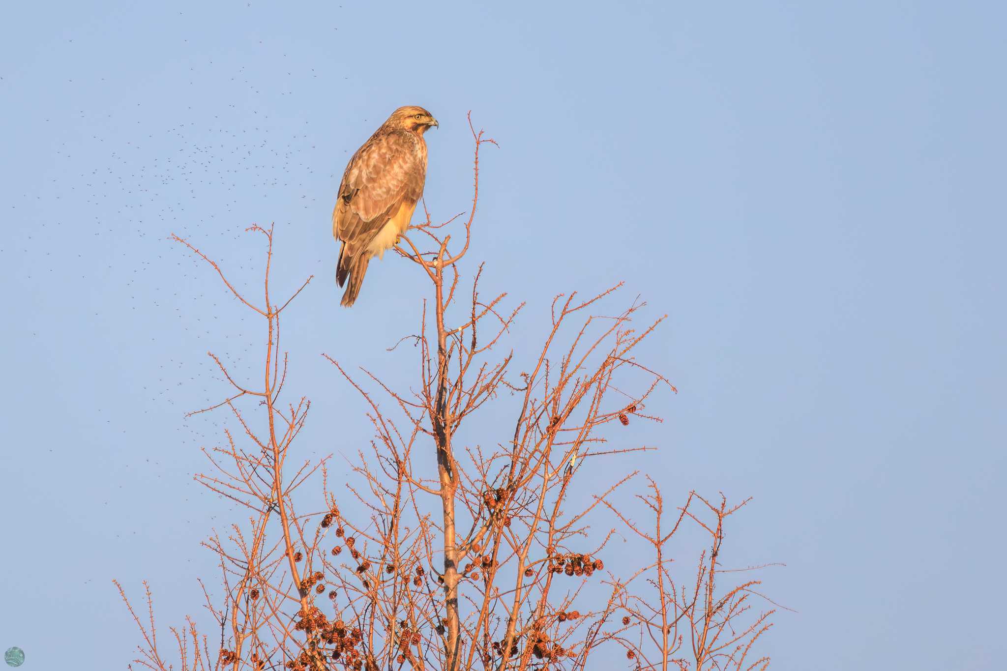 Eastern Buzzard