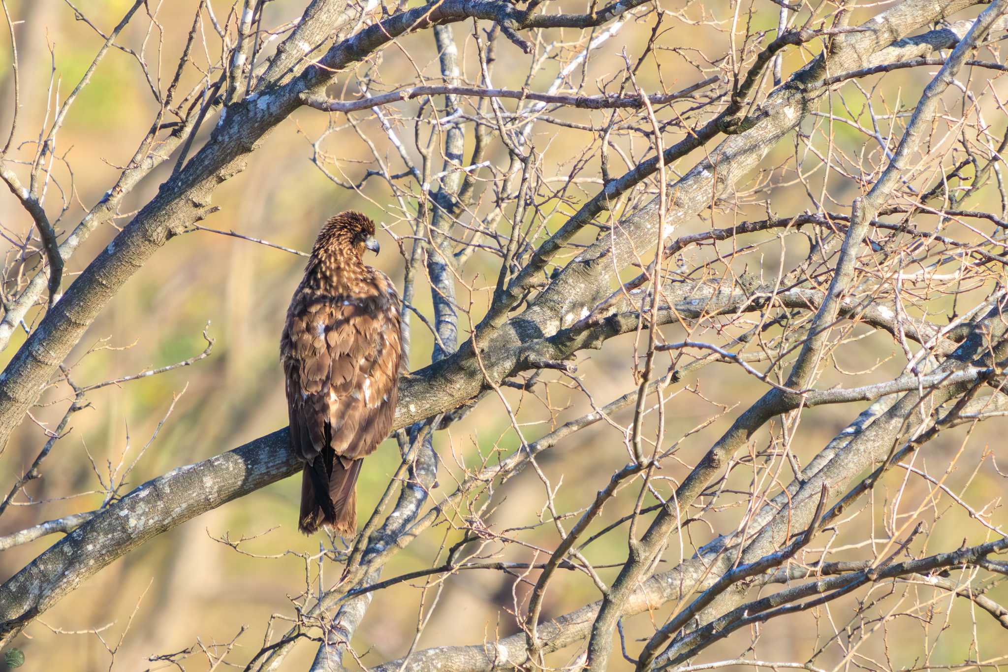 Eastern Marsh Harrier