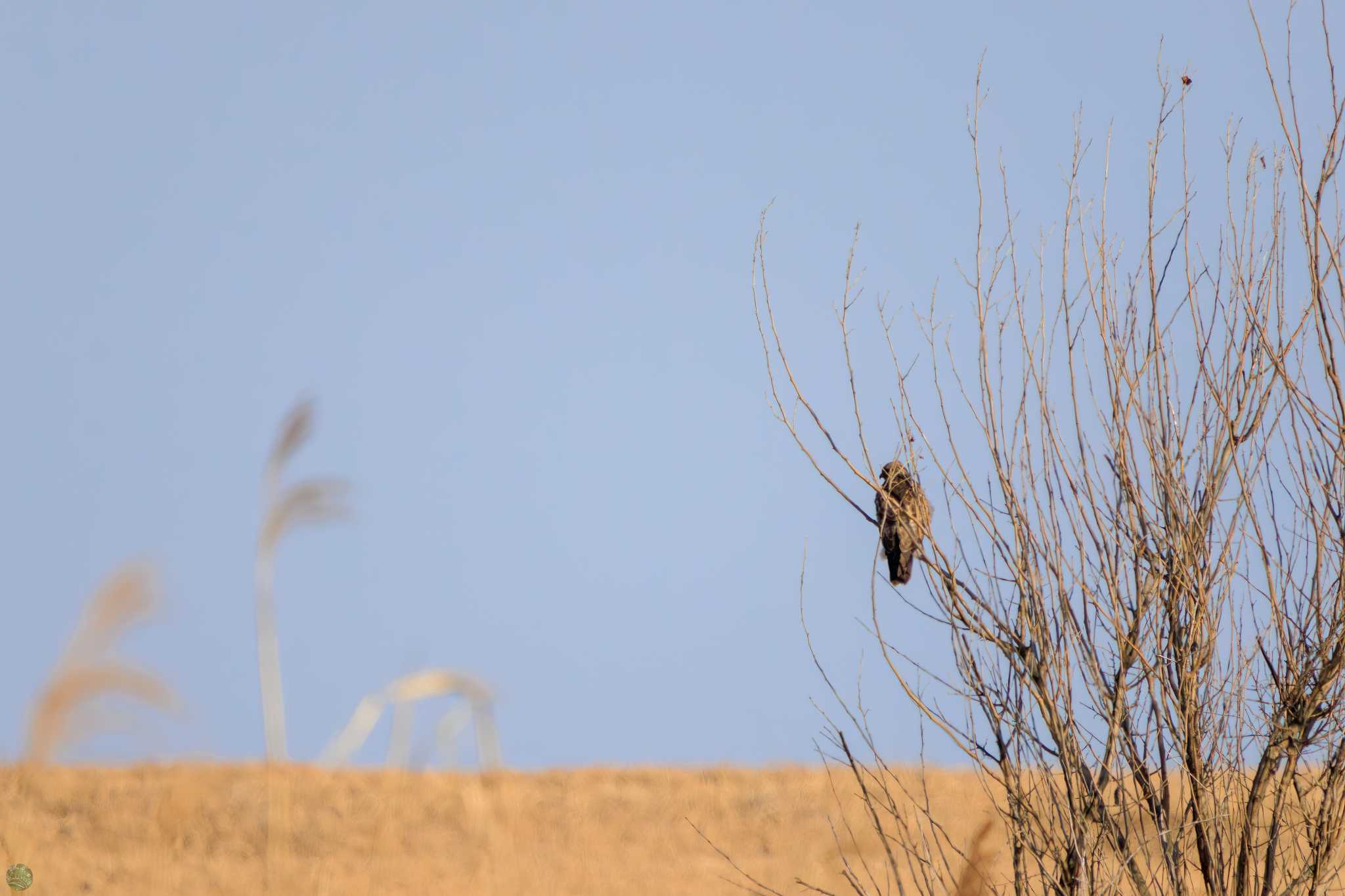 Eastern Marsh Harrier