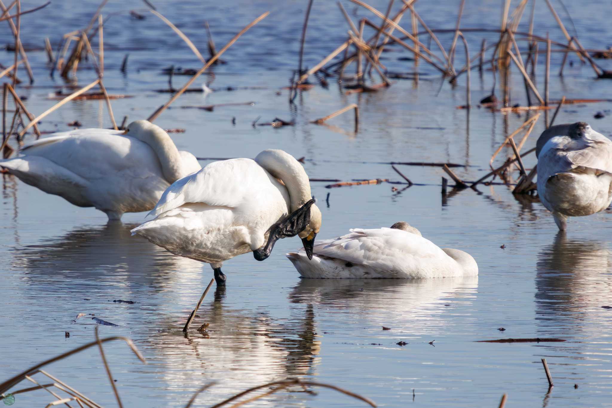 Whooper Swan