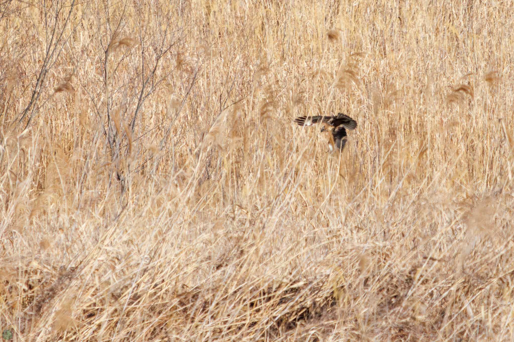 Eastern Marsh Harrier