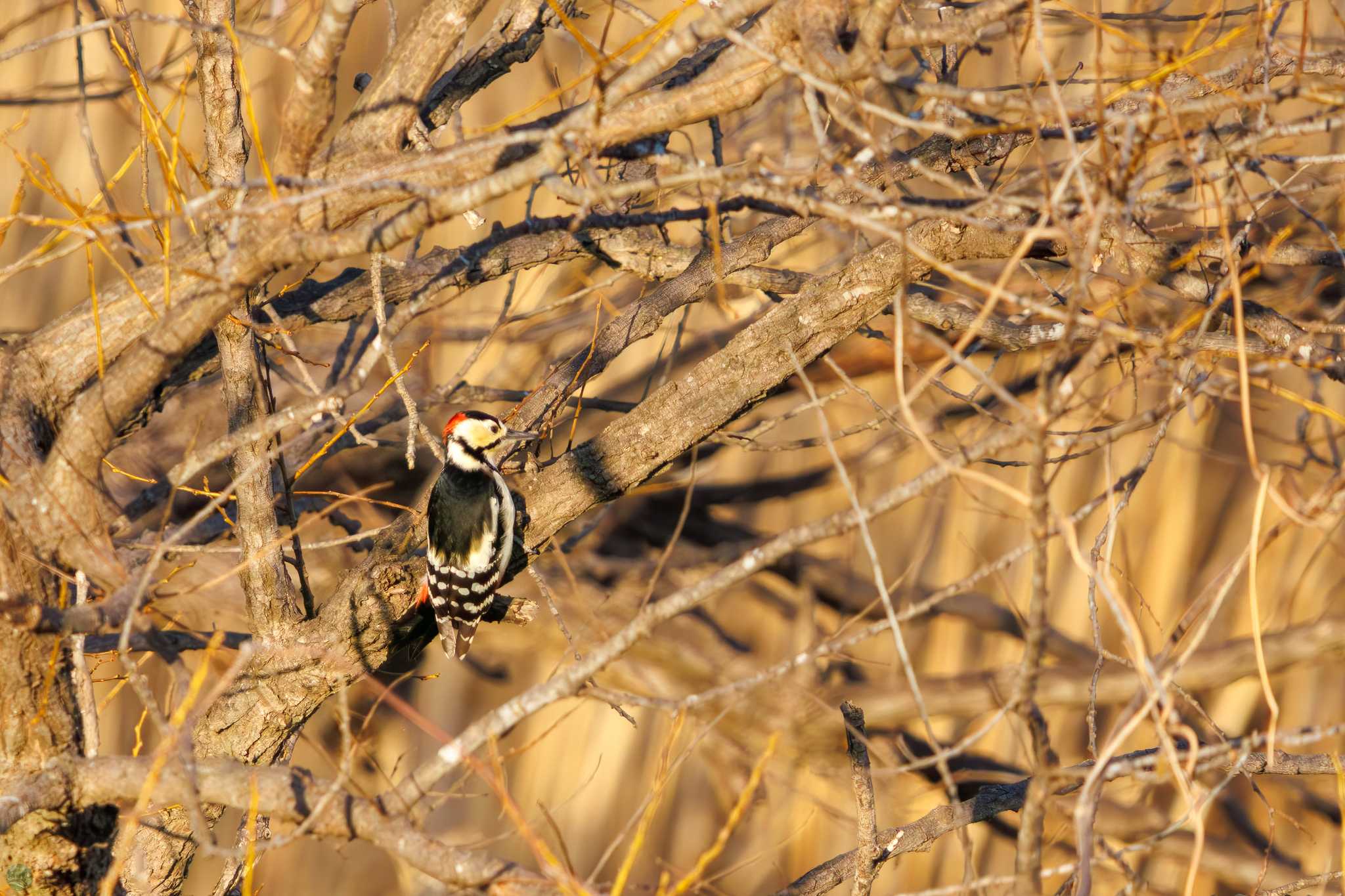 Great Spotted Woodpecker