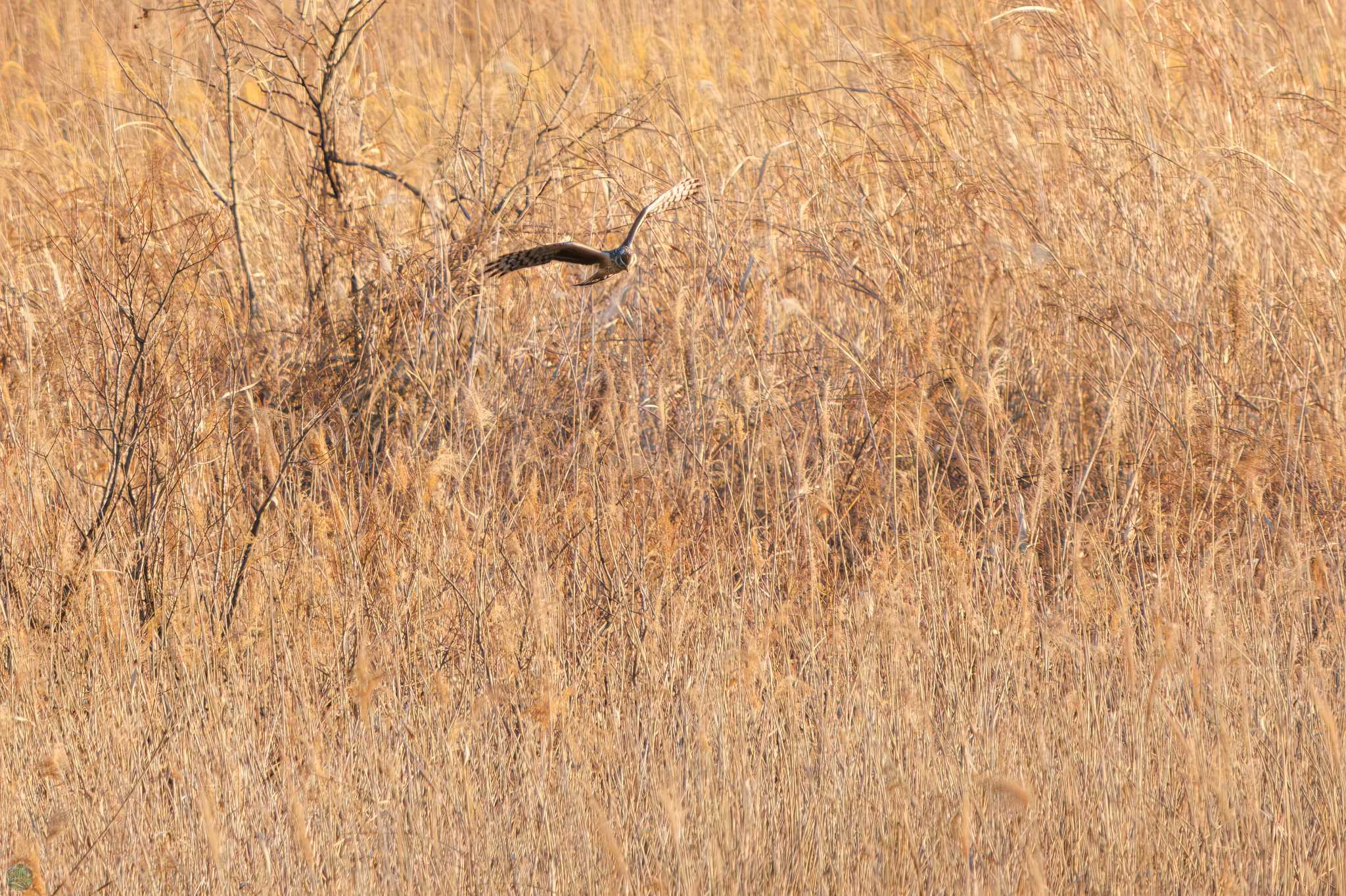 Hen Harrier