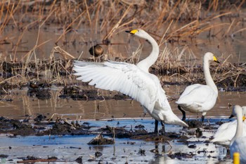 Fri, 1/19/2024 Birding report at Watarase Yusuichi (Wetland)