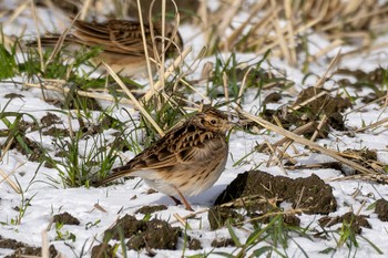 Eurasian Skylark Unknown Spots Wed, 1/24/2024