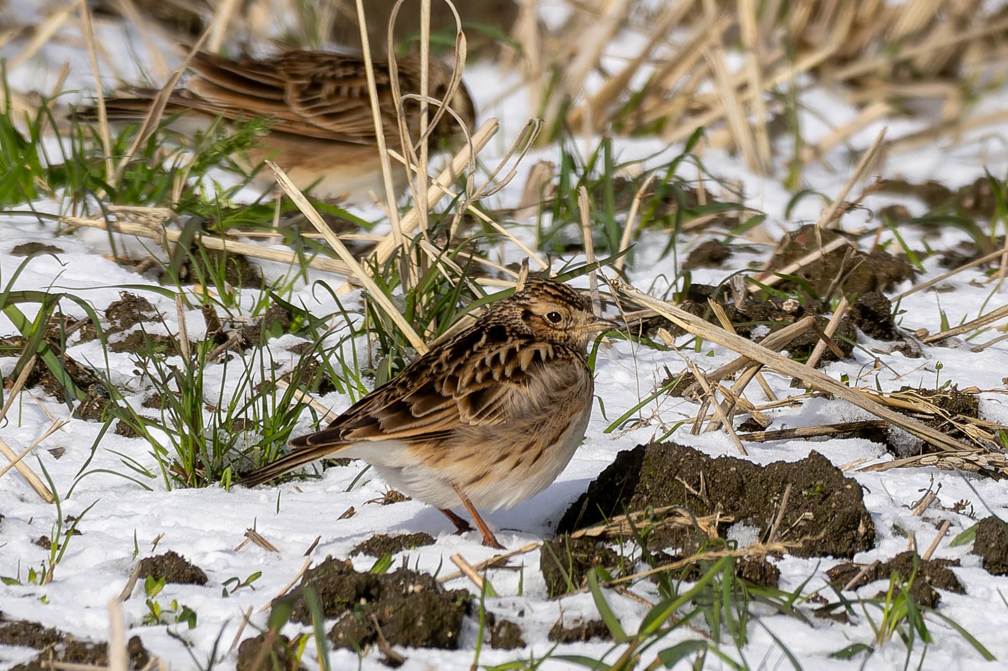 Photo of Eurasian Skylark at  by そいぎんた