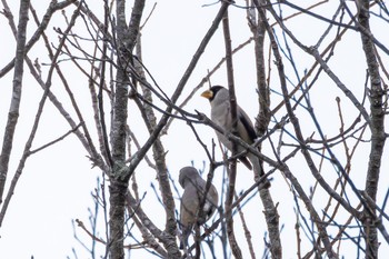 Japanese Grosbeak Unknown Spots Fri, 1/19/2024