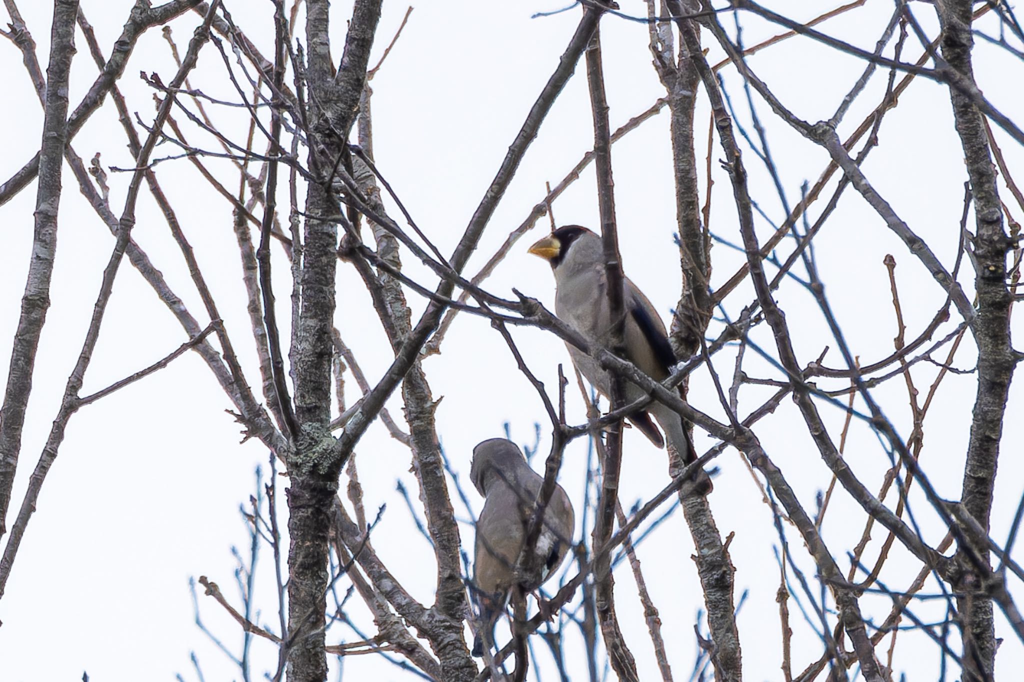 Photo of Japanese Grosbeak at  by そいぎんた