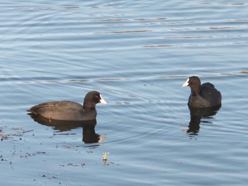 2021年11月3日(水) 諏訪湖の野鳥観察記録