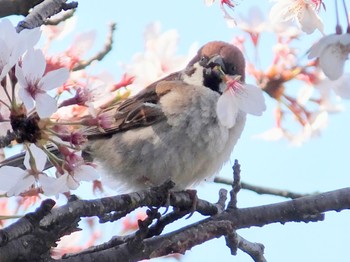 スズメ 松本城 2021年4月10日(土)