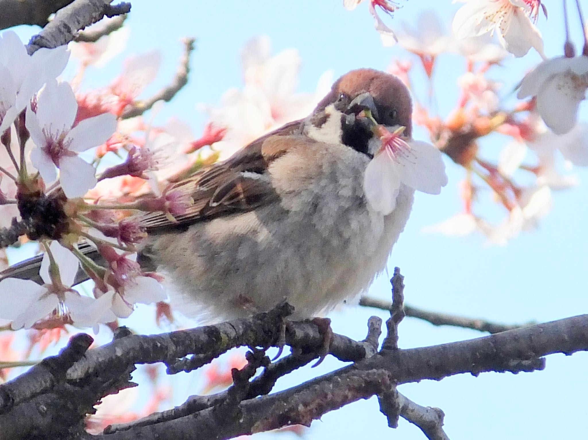 Eurasian Tree Sparrow