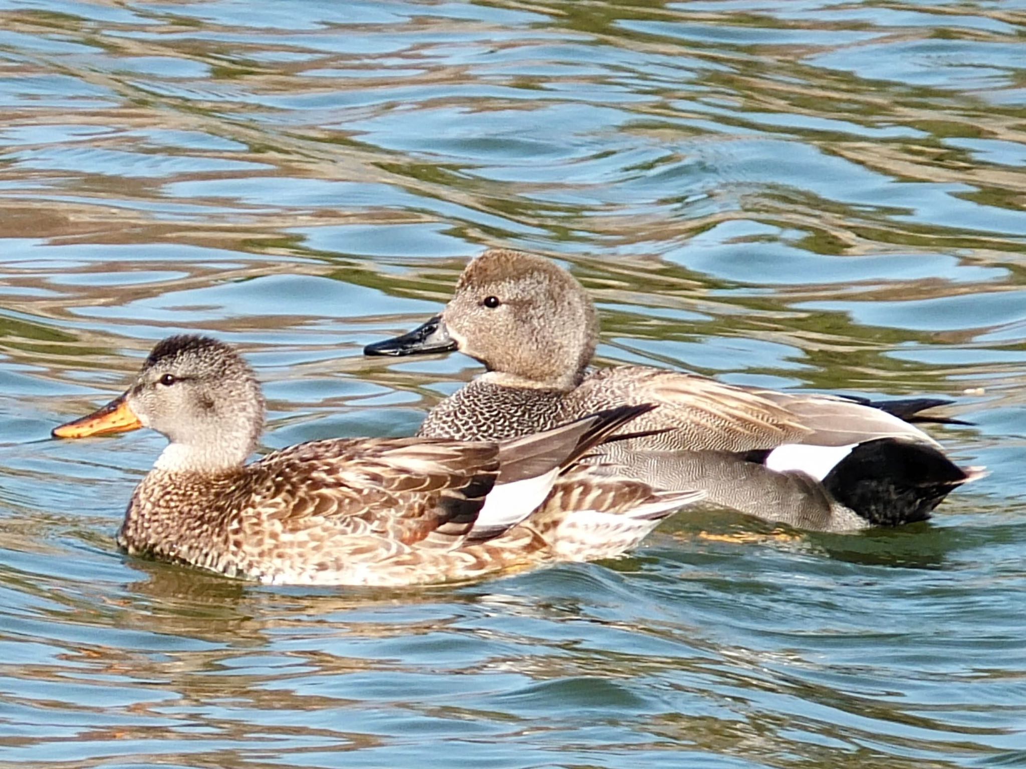 Gadwall