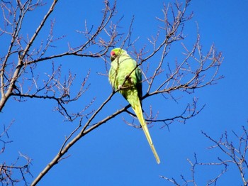 Indian Rose-necked Parakeet Yoyogi Park Wed, 1/24/2024