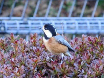 Varied Tit Yoyogi Park Wed, 1/24/2024