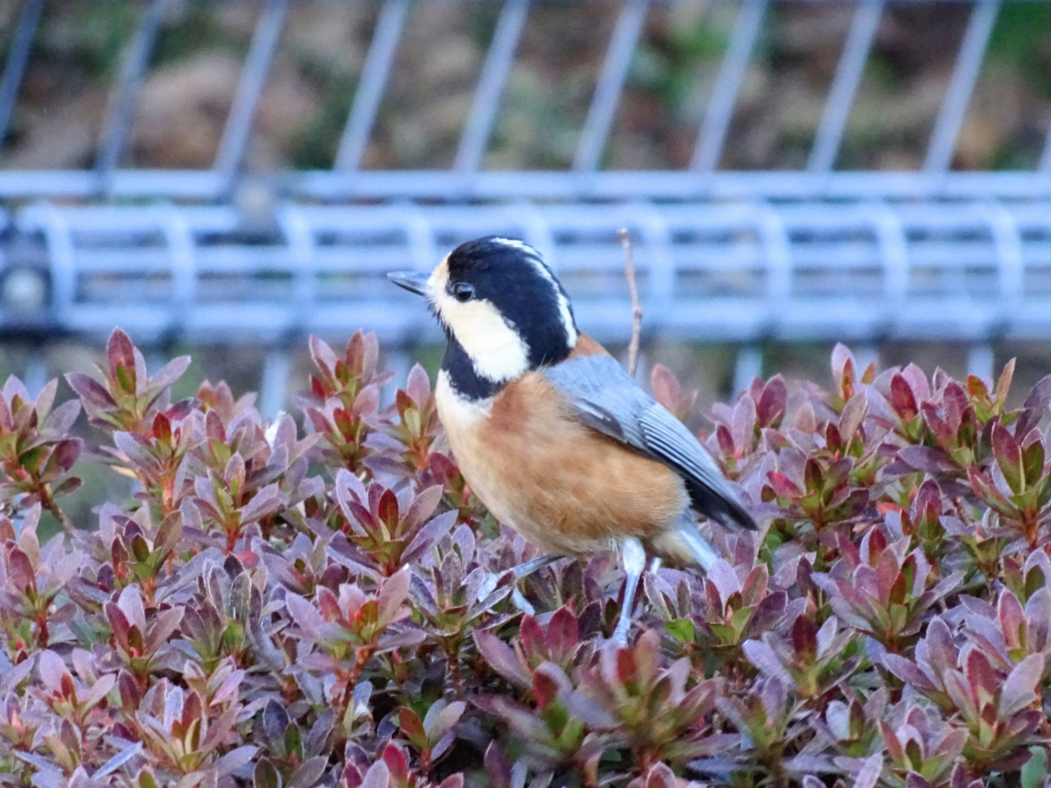 Varied Tit