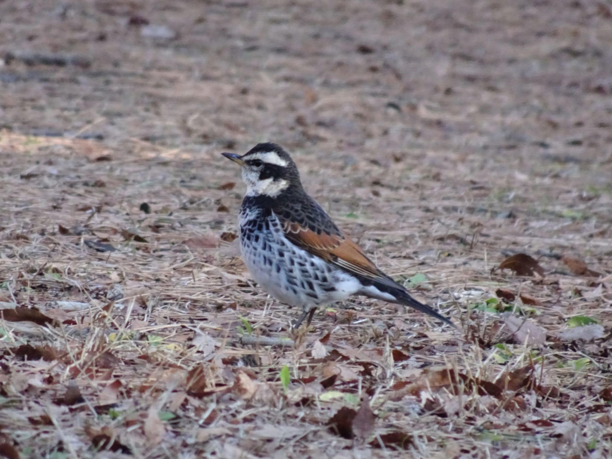 Dusky Thrush