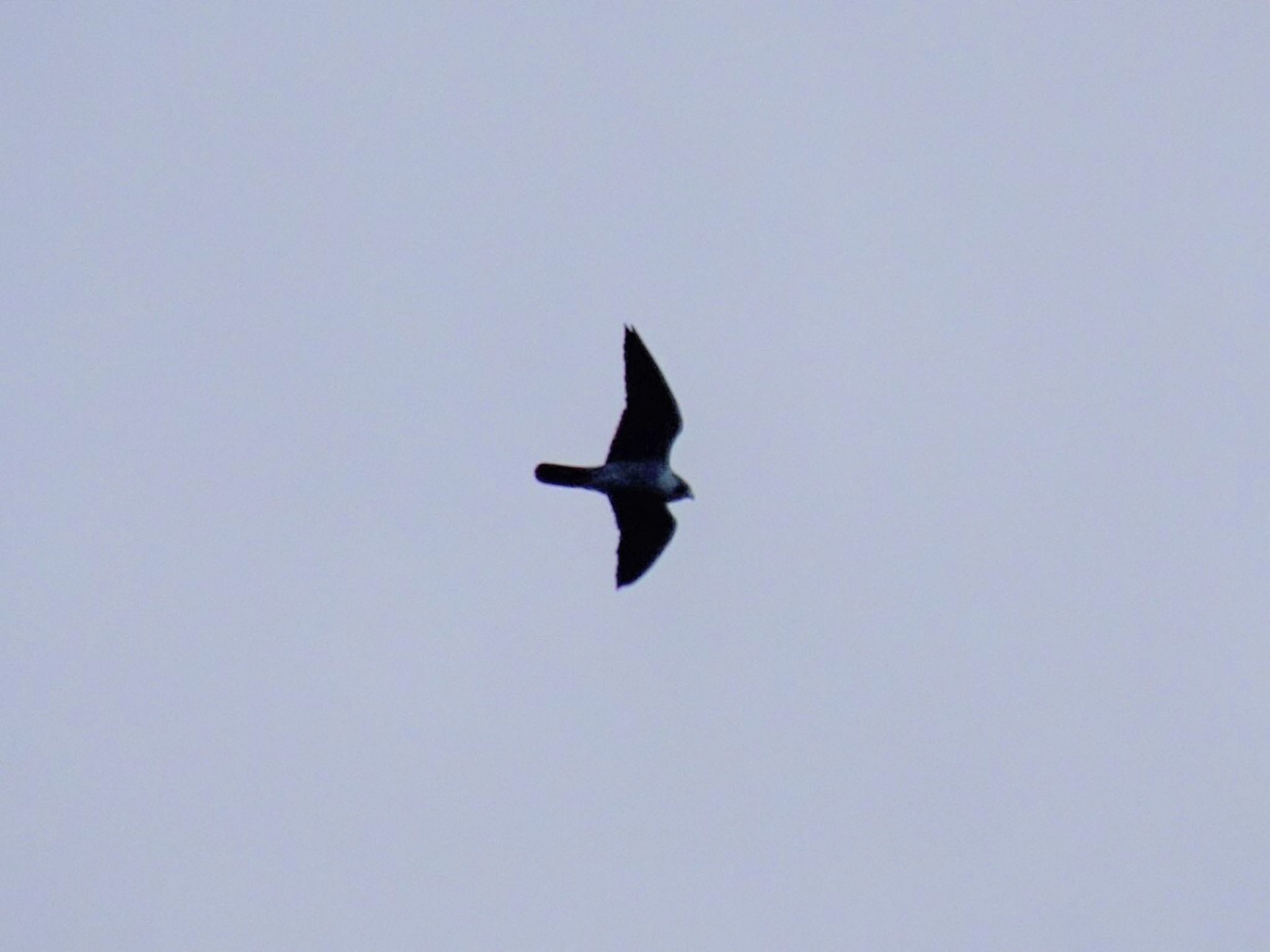 Peregrine Falcon