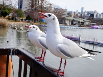 ユリカモメ 不忍池(上野恩賜公園) 2024年1月24日(水)